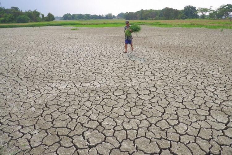 Bencana Kekeringan di Lebak Meluas