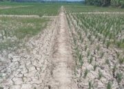 Ribuan Hektare Lahan Sawah di Banten Dilanda Kekeringan
