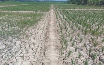 Ribuan Hektare Lahan Sawah di Banten Dilanda Kekeringan