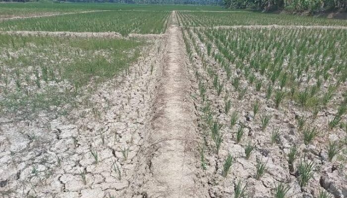 Ribuan Hektare Lahan Sawah di Banten Dilanda Kekeringan