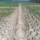 Ribuan Hektare Lahan Sawah di Banten Dilanda Kekeringan