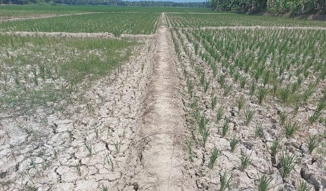 Ribuan Hektare Lahan Sawah di Banten Dilanda Kekeringan