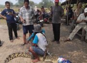 Warga Cikupa Tangerang Diserang Buaya saat Berkebun