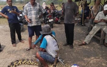 Warga Cikupa Tangerang Diserang Buaya saat Berkebun