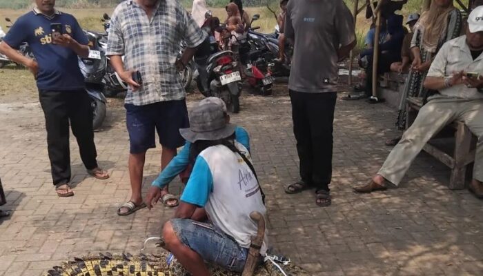 Warga Cikupa Tangerang Diserang Buaya saat Berkebun