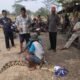 Warga Cikupa Tangerang Diserang Buaya saat Berkebun