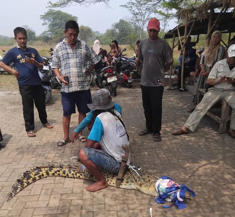 Warga Cikupa Tangerang Diserang Buaya saat Berkebun