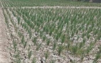 43 Hektare Tanaman Padi di Kabupaten Tangerang Terancam Puso