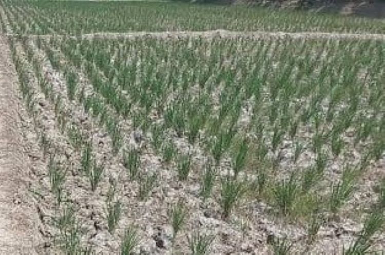 43 Hektare Tanaman Padi di Kabupaten Tangerang Terancam Puso