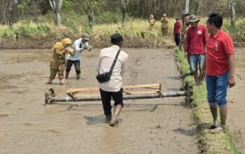 Kabupaten Tangerang Terapkan Tanam Padi Sistem Tabela