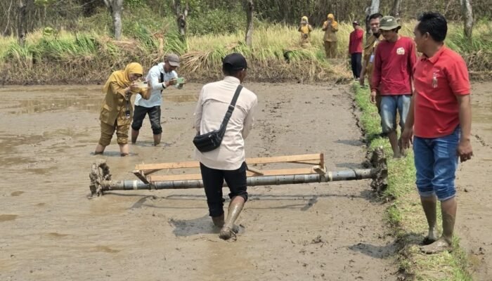 Kabupaten Tangerang Terapkan Tanam Padi Sistem Tabela