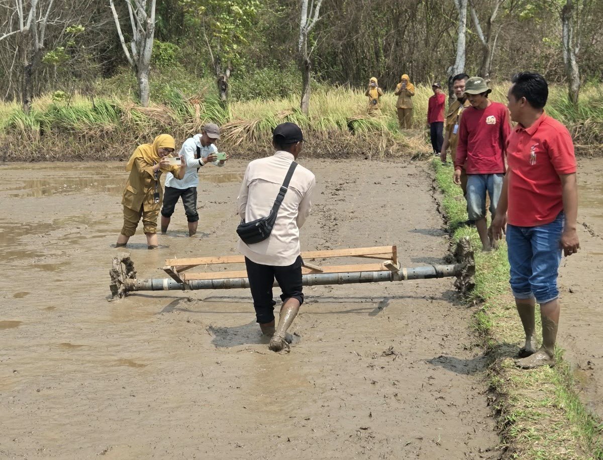 Kabupaten Tangerang Terapkan Tanam Padi Sistem Tabela